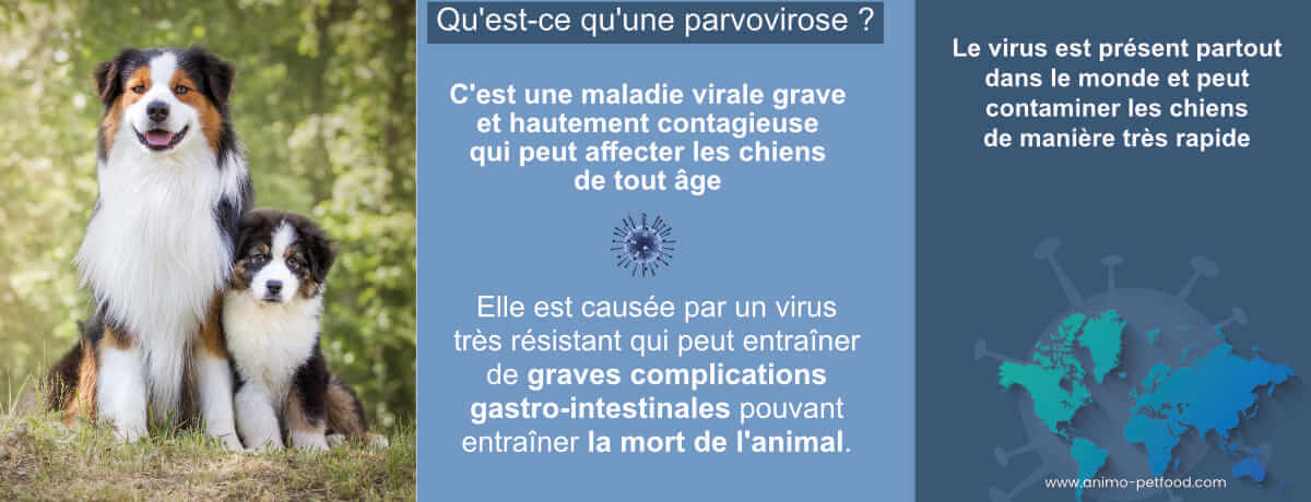 parvovirose-canine-symptomes-prevention-et-traitement